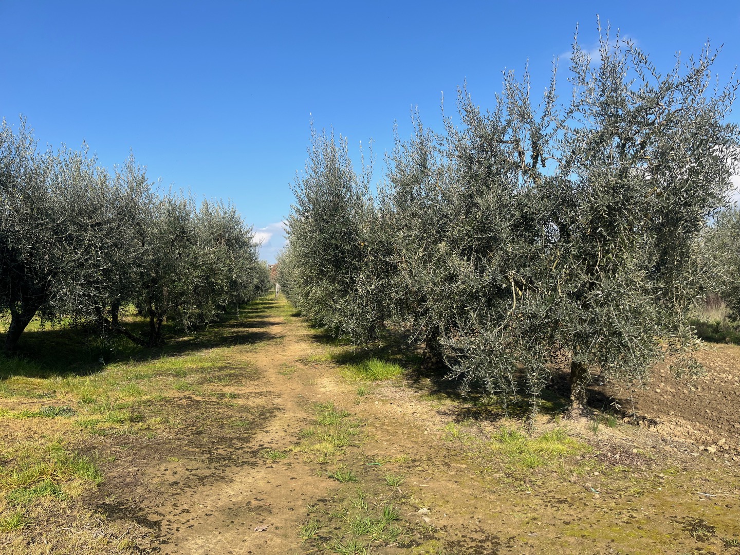 AV 1891 – 13 ABITAZIONE SINGOLA CON TERRENO CORTONA FRATTA