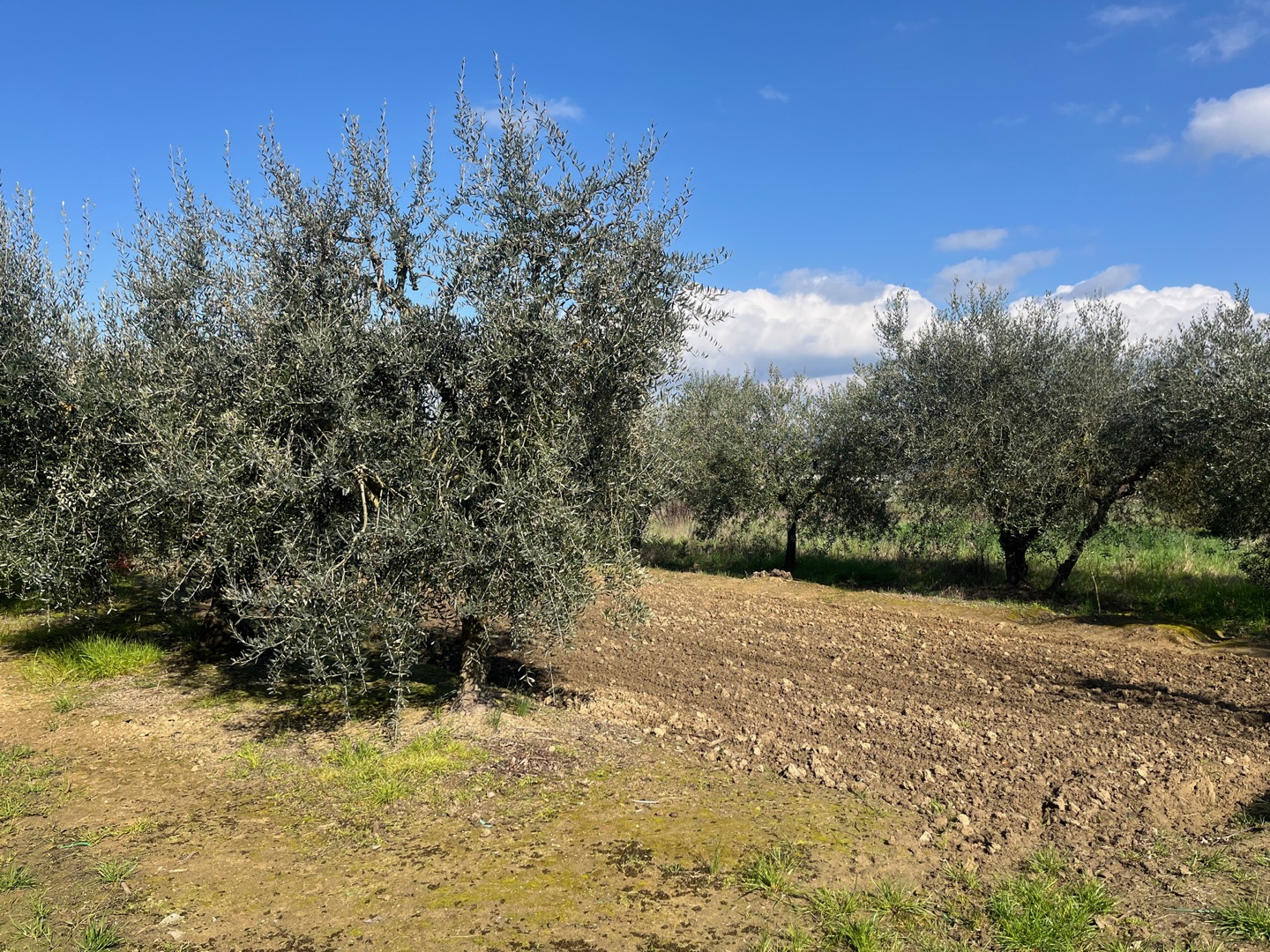 AV 1891 – 14 ABITAZIONE SINGOLA CON TERRENO CORTONA FRATTA